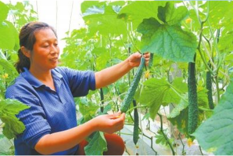 螞蟻數據水肥一體化設備種植技術